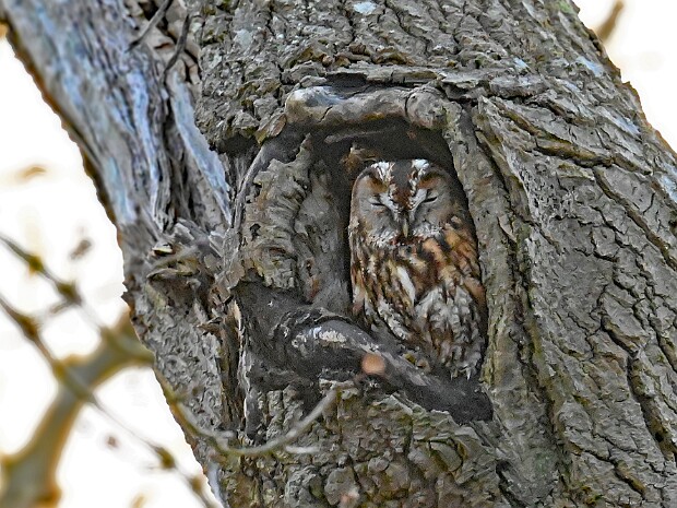 25-02-2026 Lentevreugd en Meijendel