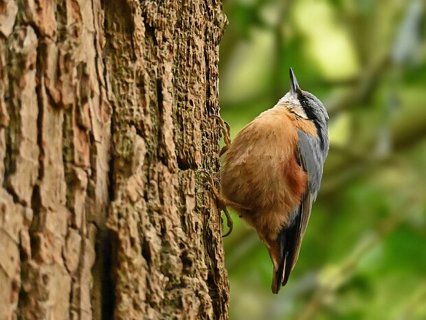 26-03-2026 Kasteelpark Duivenvoorde