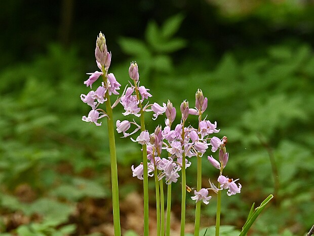 27-04-2026 Landgoed Duivenvoorde