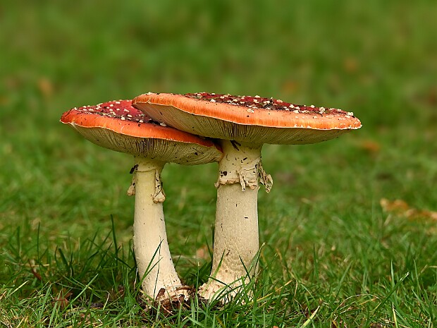 29 en 30-10-2026 Oosterbeek, Clingendael en Haagse Bos