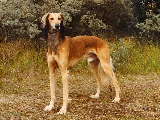Saluki's