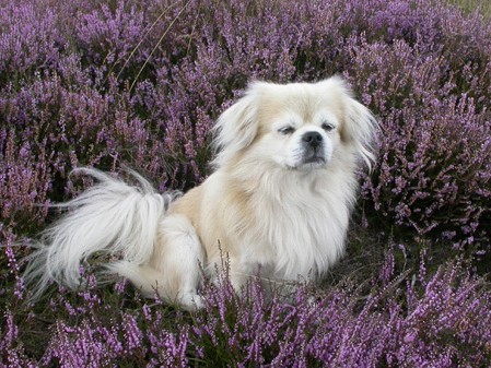 Tibetaanse Spaniels