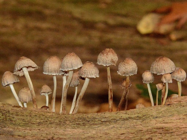 Paddenstoelen