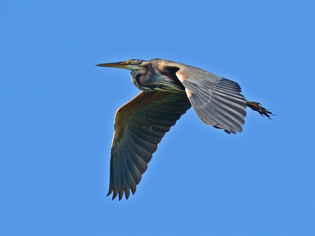 Portfolio Vogels